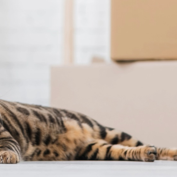 Family planning moving to India with pets, cat and moving boxes
