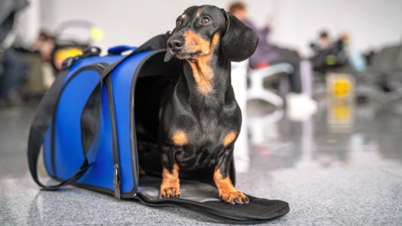 Dog in travel carrier at the airport – preparing for moving to India with pets.