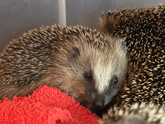 Practical support for hedgehog rescue: Boxes and packing paper for small patients