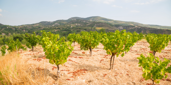 Emigrate to Cyprus: Climate