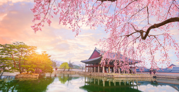 Traditional palace in South Korea by a lake with cherry blossoms at sunrise