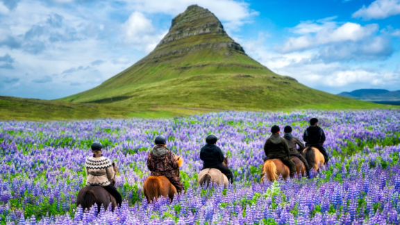 People riding through a purple flower field in front of a distinctive mountain in Iceland