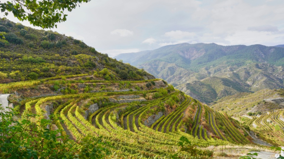 Berg mit Plantagen in Zypern
