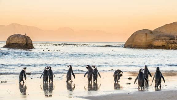 Pinguine an der Küste in Südafrika