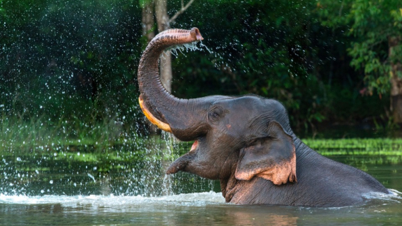 ein Elefant badet in einem See in Thailand und bespritzt sich mit Wasser